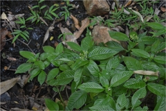 Ophiorrhiza mungos